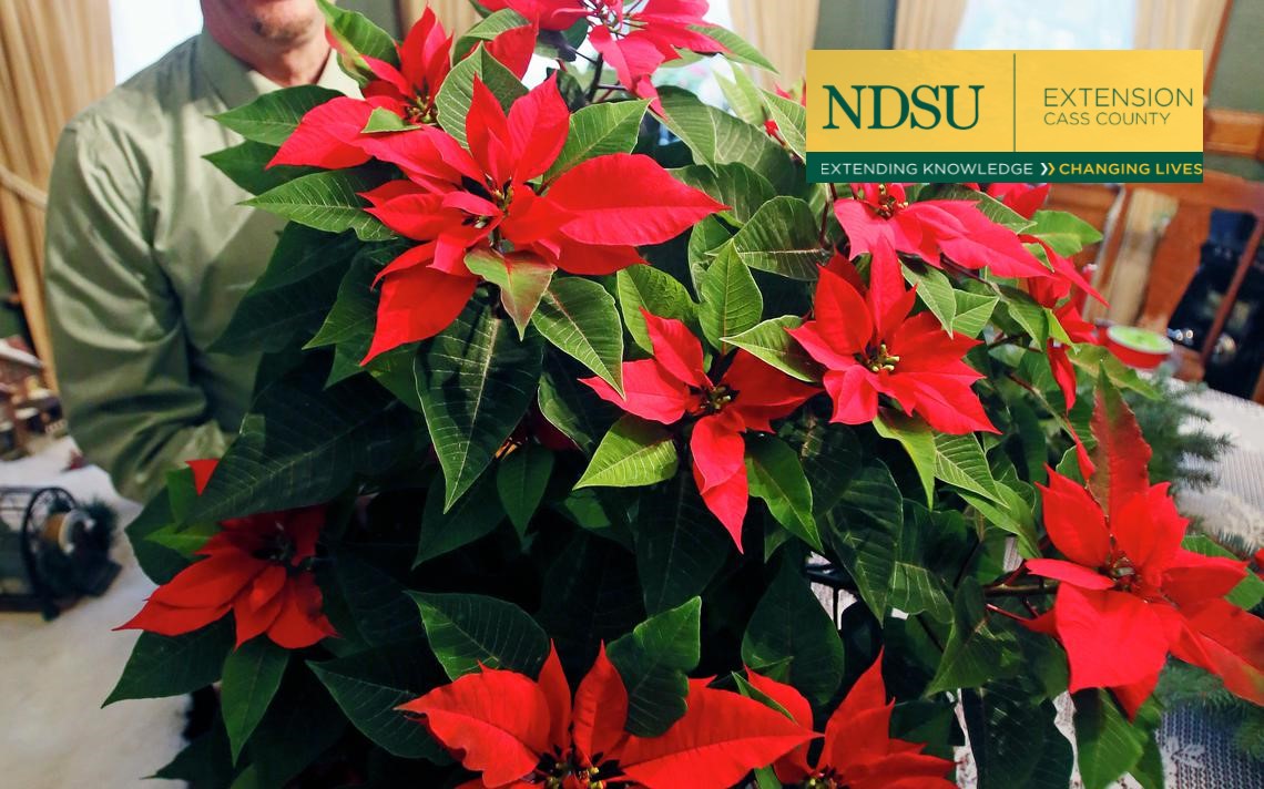 The Adventures of My Homegrown Poinsettia