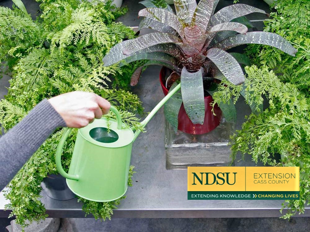 Keep Plants Safe During Winter Transport