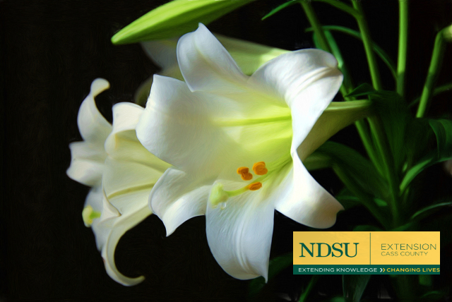 Caring For Your Easter Lily