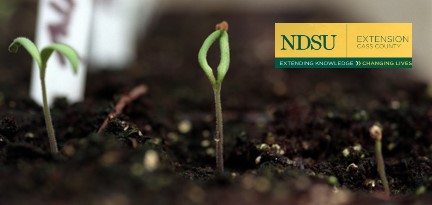 Dates To Start Seeds Indoors plus Seeding Tips