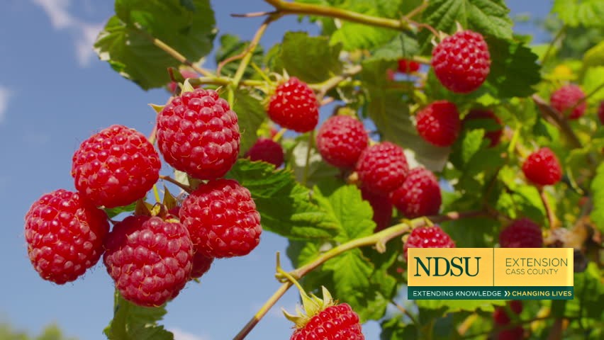 What’s That Bug on My Berries?