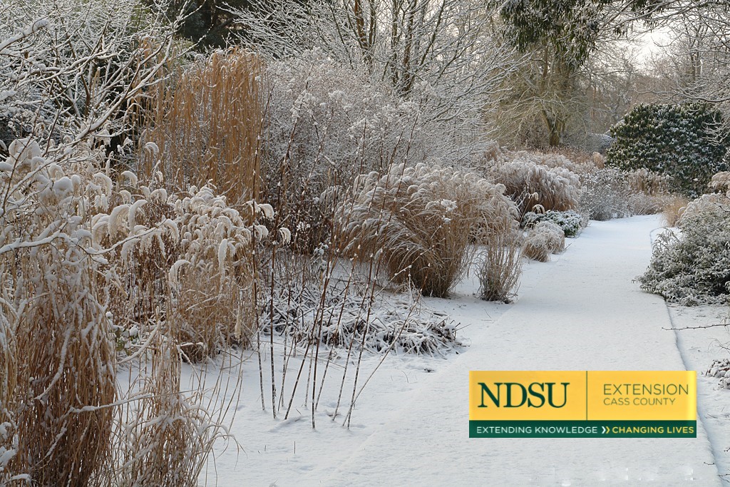 Shovel Snow on Perennials for Extra Protection