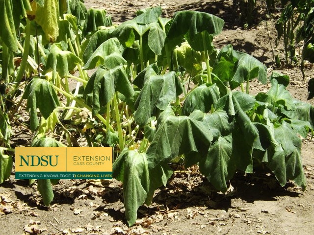 Squash Vine Problem Becoming Common