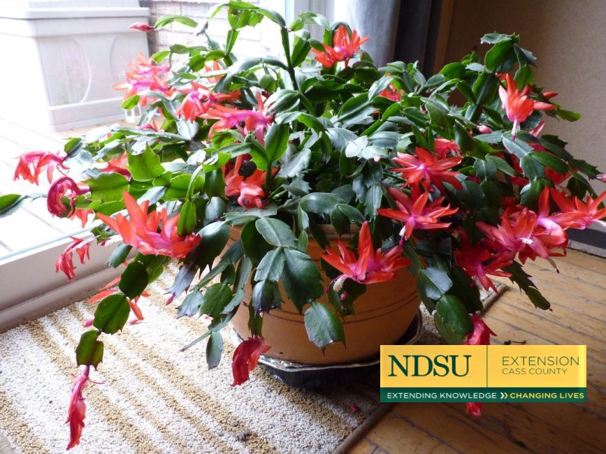 Is Your Christmas Cactus Fibbing to You?