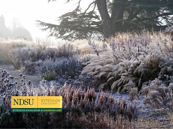 When is it Time to Protect Perennials for Winter?