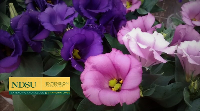 Lisianthus: A Little-Known Flowerbed Gem