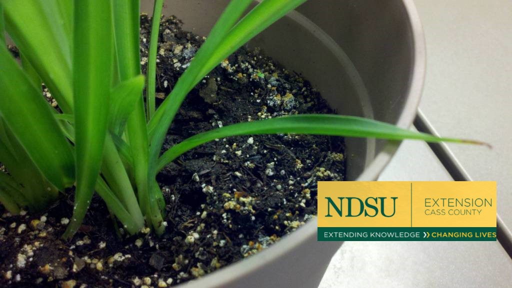 Pot Headspace Has Major Effect on Houseplants